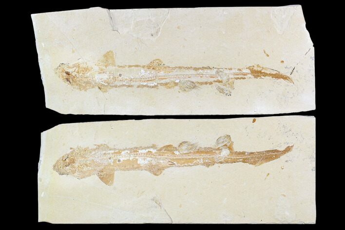 Cretaceous Fossil Shark (Pararhinchodon) - With Pos/Neg #107614